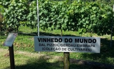 vinhedo do mundo