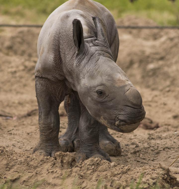 2015_BUSCH_GARDENS_TAMPA_BABY_RHINO_02
