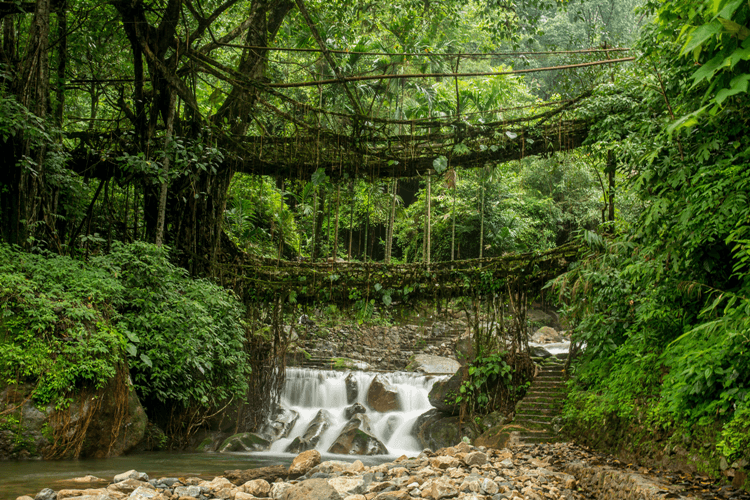 “Double Decker” Living Root Bridges, Meghalaya, India