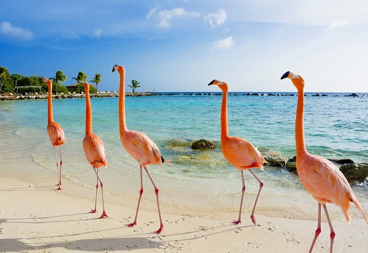 5 razões pra você viajar para Aruba