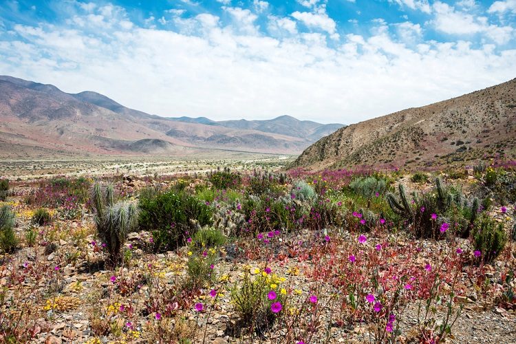 flores do deserto do Atacama