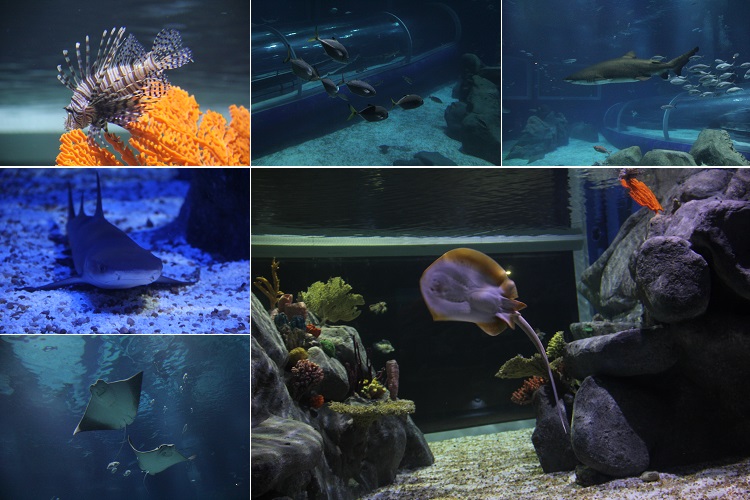 aquario-4