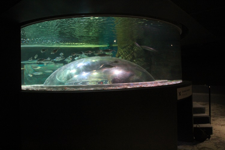 aquario-5