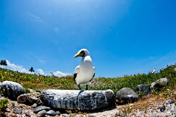 Arquipélago de Abrolhos  - Foto Luiz Causin