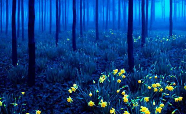 Bosque Negro, Alemanha (Andy Linden)