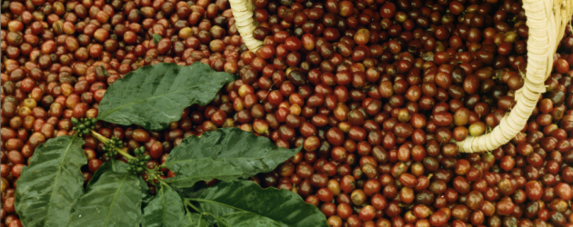 Cesta com grãos de café vermelhos