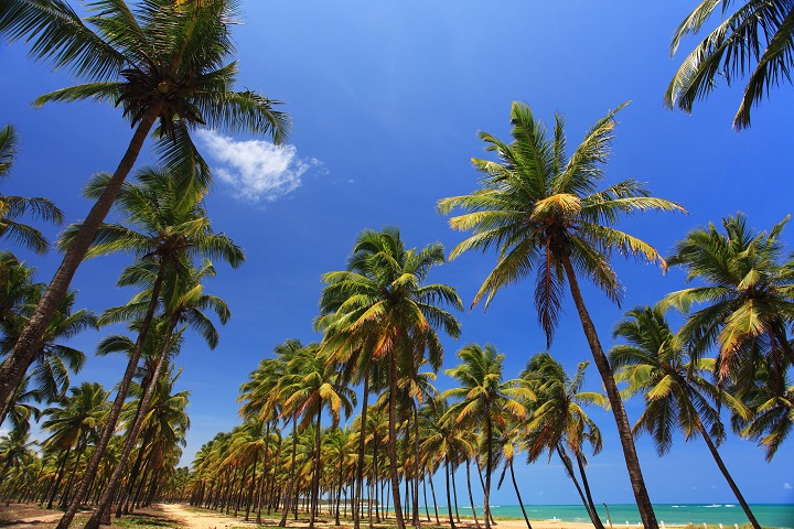 CoqueiralMaracaipe_vlubambo_IMG_3580