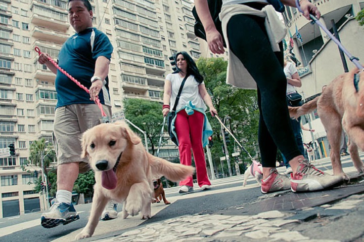 Cãonhecendo São Paulo (212)