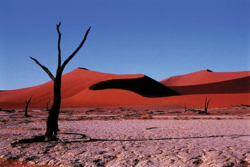 Deserto do Kalahari 500