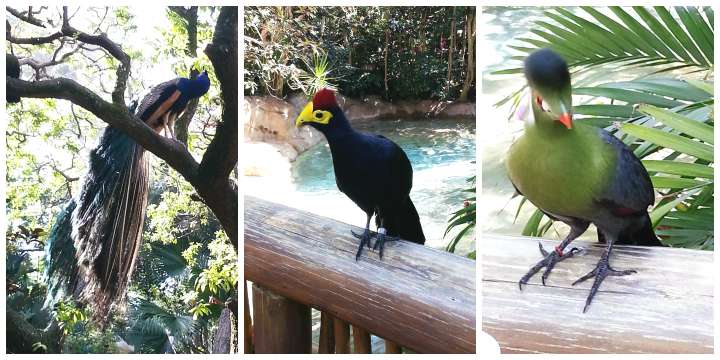 Discovery Cove1