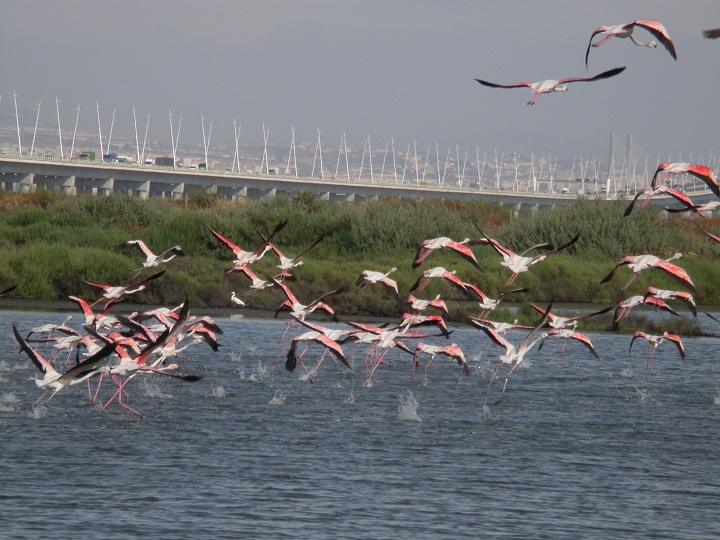 Estuário do Tejo 