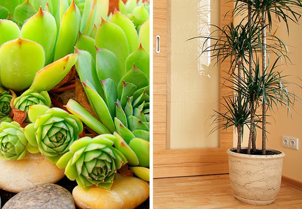 FloresCasa-Plantas-632x436