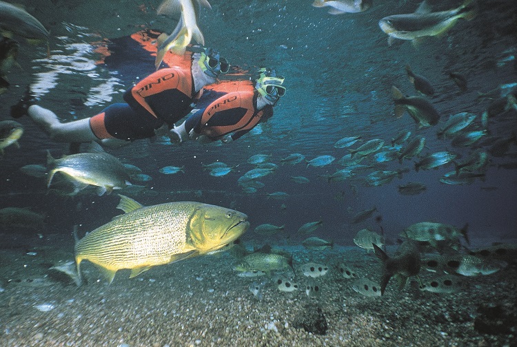 flutuacao-na-nascente-bonito-serra-da-bodoquena-foto-rico