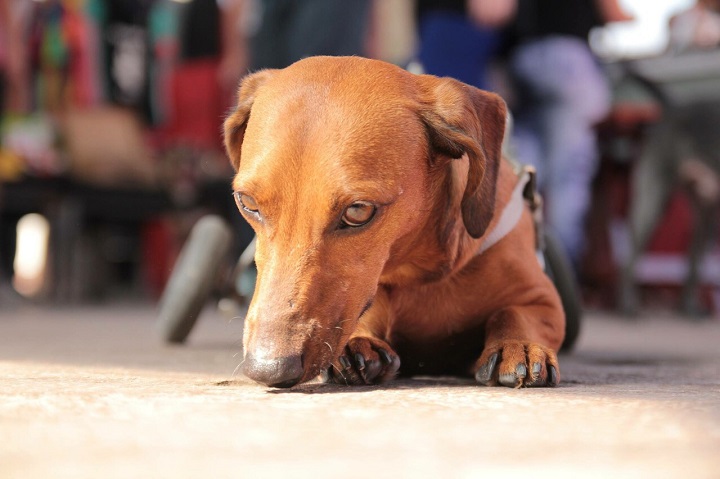 Frederico foi adotado há 1 ano e é a alegria da casa. Foto: UHelp 