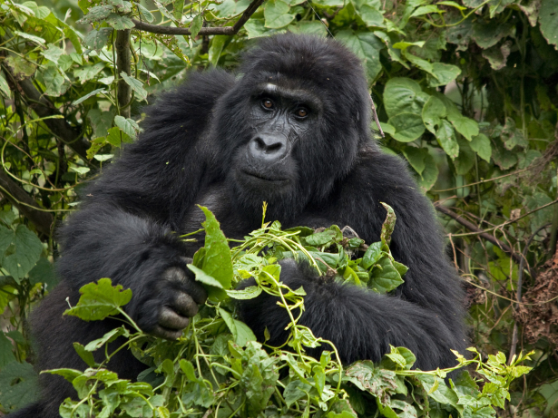 Gorila das montanhas, Uganda