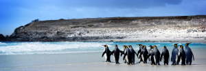 Ilhas Malvinas/Falklands - Pinguins