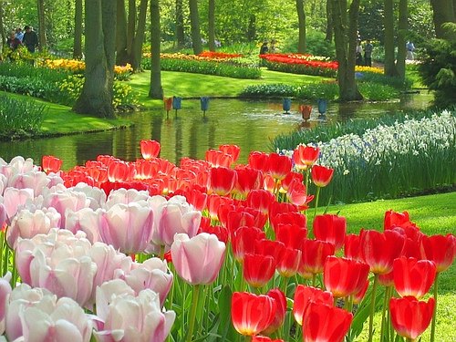 Jardins-de-Keukenhof-Amsterdam-Holanda2