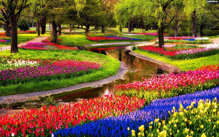 Keukenhof Gardens Desktop Background