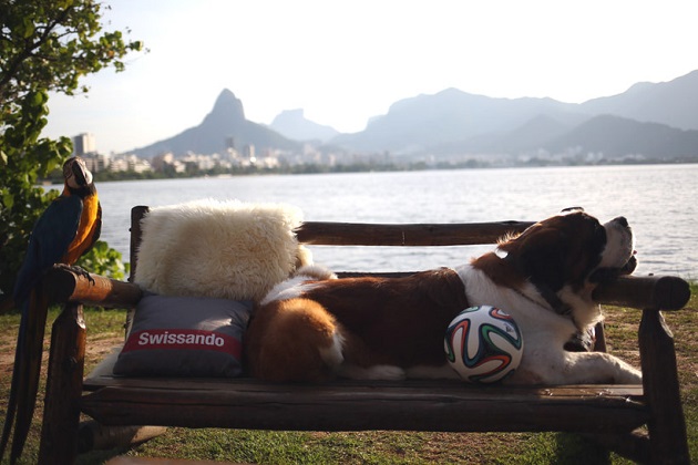 O São Bernardo Ruffus é o mascote da Suíça na Copa do Mundo.