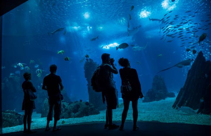 Oceanario de Lisboa_Aquari o central_Pedro A. Pina