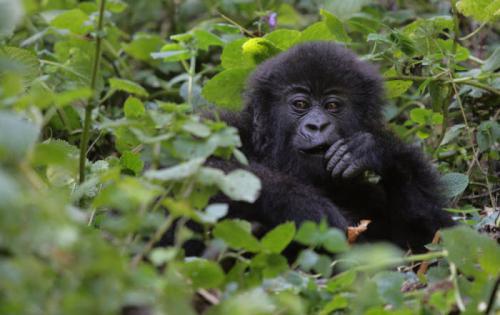 Parque Nacional Virunga