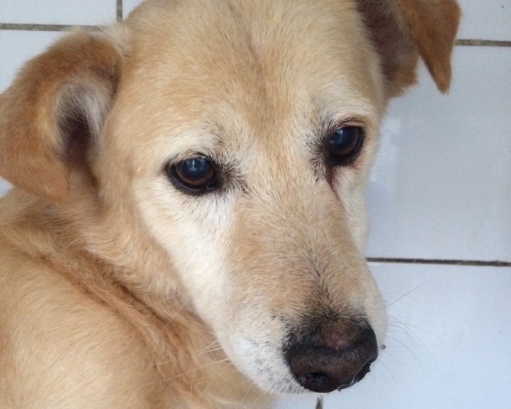 Pets para adoção (1)