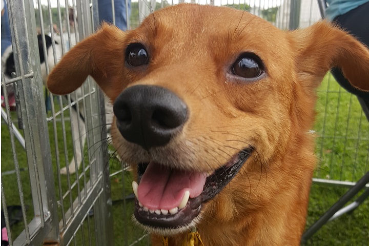 Pets para adoção (2)