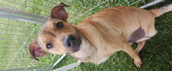 Pets para adoção - Costinha