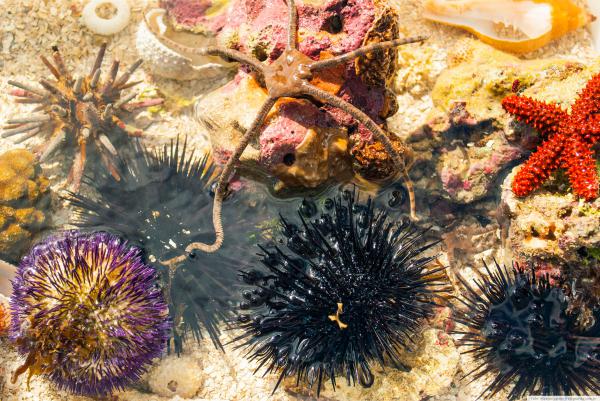 Piscinas Naturais de Paripueira, em Maceió – Foto Ricardo Junior