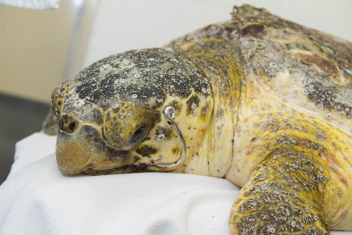 Rescued Loggerhead with Embedded Hook