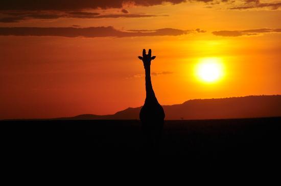 Reserva Nacional Masai - Mara Quênia, África