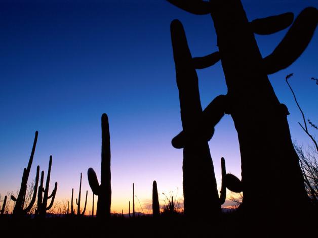 Saguaro National Park, Arizona