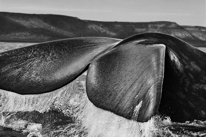 Salgado_ValdesPeninsula_Argentina_2004_HD