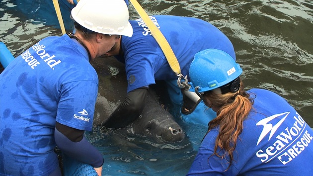 SeaWorld Cares - Mais de 23 mil animais resgatados