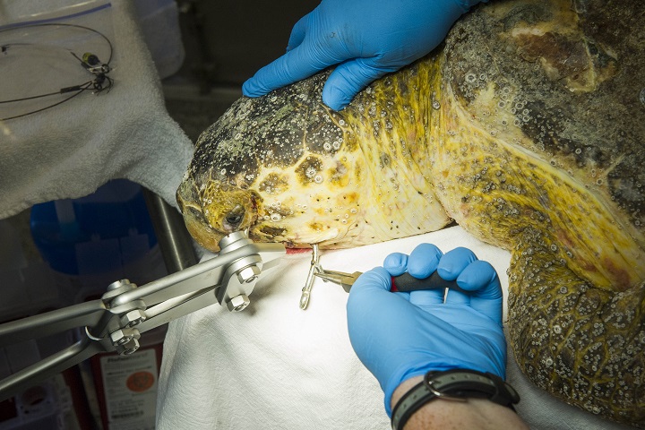 SeaWorld Orlando Removes Hook from Loggerhead Sea Turtle
