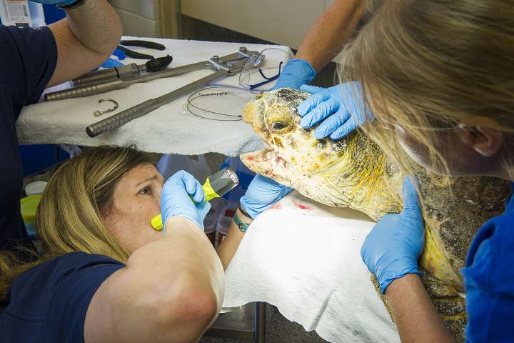 SeaWorld Orlando Veterinarian Checks Wound