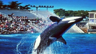 Seaworld. Foto Divulgação 400