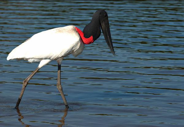 Tuiuiú_Pantanal MS (foto Rico)