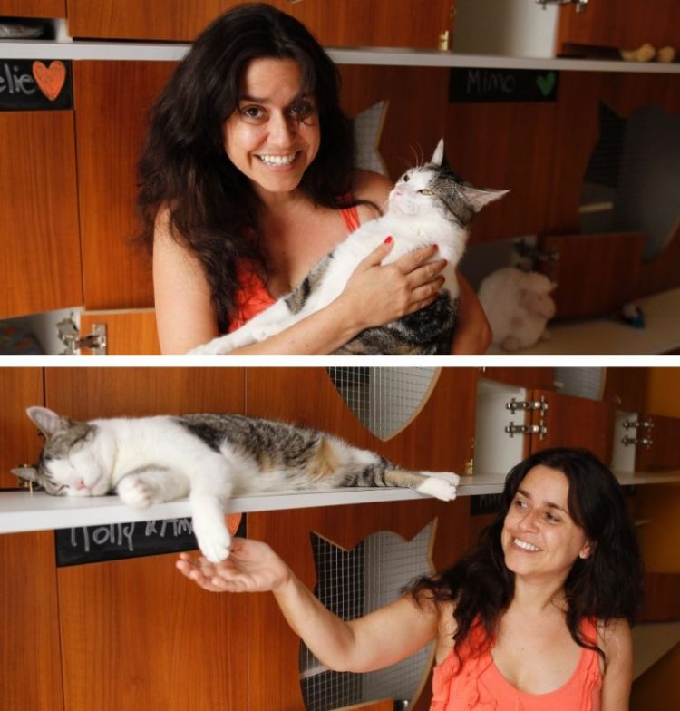 Yellow hotel para gatos. Foto: Juan Ignacio Mazzoni/Efe