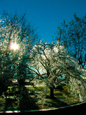 arvores_que_congelam_no_inverno_foto_paulo_afonso
