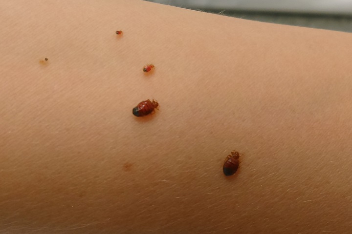 bed bugs