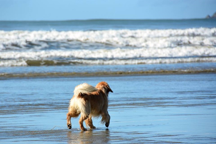 cachorro, pet, praia