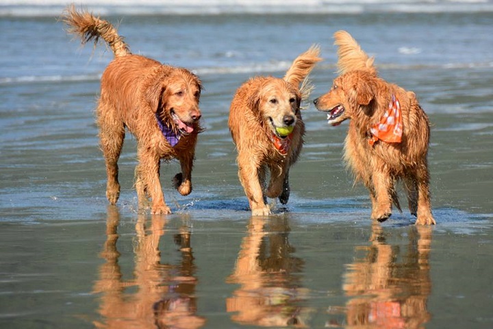cachorro, praia, pet