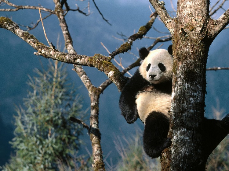 chengdu-panda