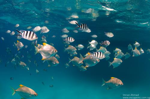 fish_lovers_12_20130321_1524666676