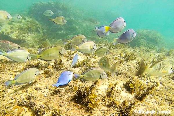 foto-mergulho-peixes-em-fernando-de-noronha_640