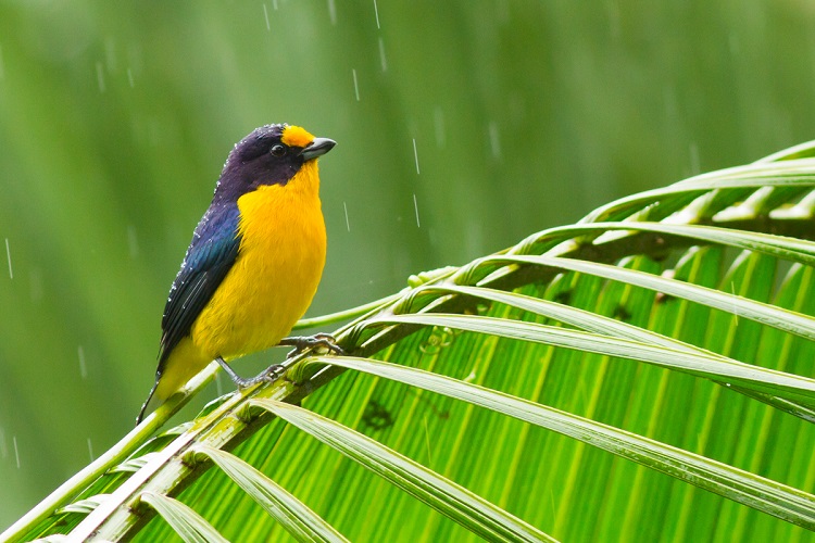 gaturamo-verdadeiro-Euphonia_violacea