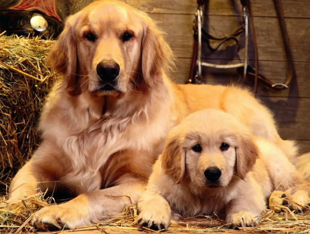 golden-retriever