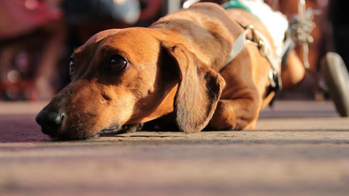 imagem_release_531397