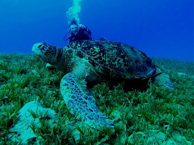 mergulho-tartaruga
